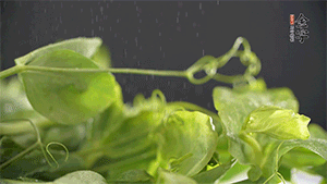 豌豆尖洗凈，切斷備用。