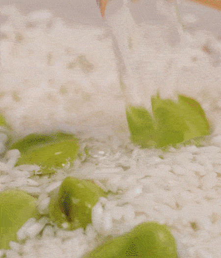 鍋底抹油，將淘洗干凈的大米，加蠶豆、清水，蓋蓋中火煮。